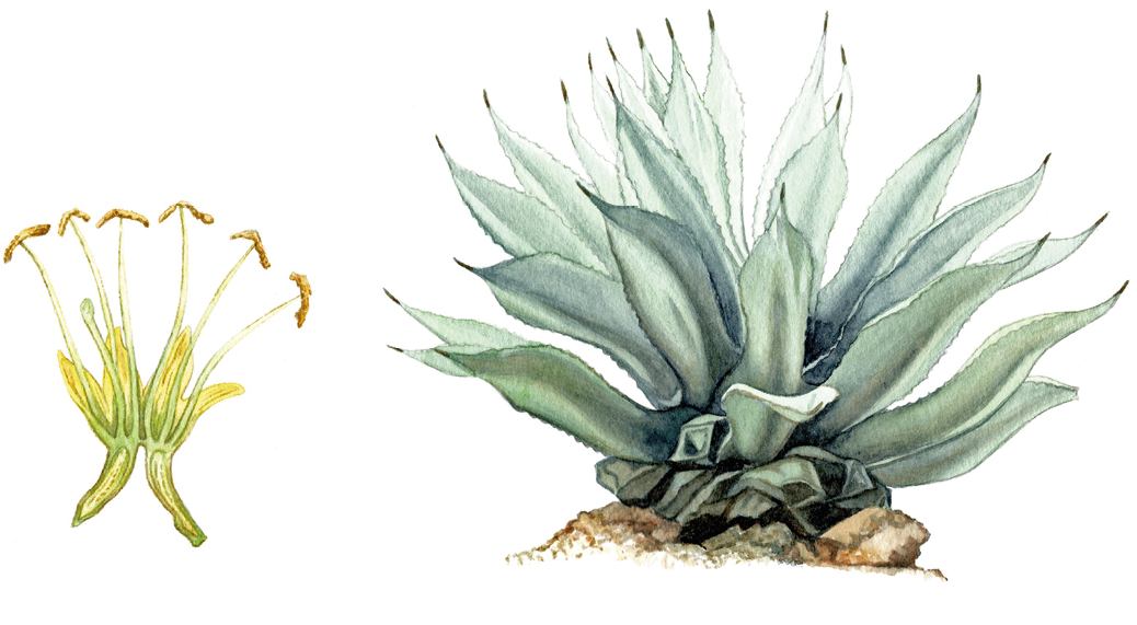 Agave Salmiana